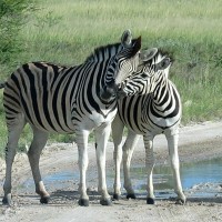 zebra