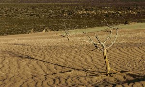 Seed-launching drone for tree planting could combat deforest