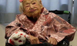 haploid相关阅读