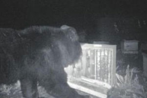 黑熊偷蜂蜜被照相机拍到
