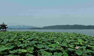 ileac相关阅读