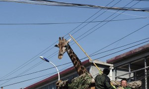 giraffe相关阅读