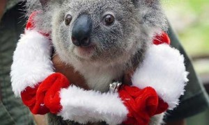 澳大利亚考拉圣诞节庆生