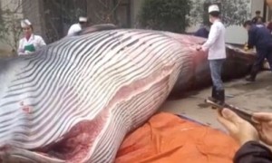 silvae相关阅读