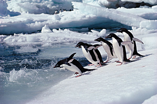 悲伤！南极一座冰山倒了 导致15万只企鹅死亡