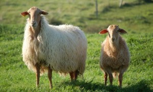 有人说你是sheep?不是夸你是损你!英语里的这些sheep你要懂!