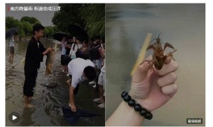 garden相关阅读
