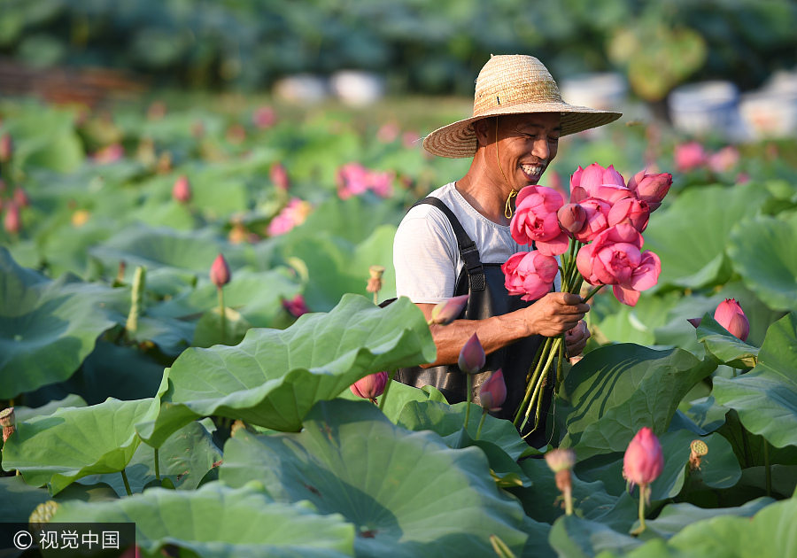 种植观赏荷花让农民收入增加20倍