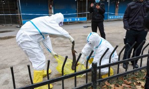 我国全面禁止非法野生动物交易、革除滥食野生动物陋习