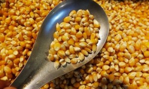 农业部:转基因玉米和谷物在中国未获批商业化生产
