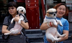 catechins相关阅读