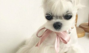 challengers相关阅读