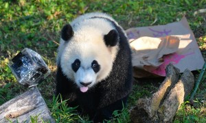 Giant panda Beibei celebrates 1st birthday in Washington