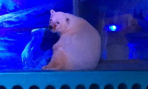 世上“最悲伤北极熊”广州商场引热议