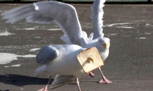 Starving seagull gets slice of bread stuck on its beak