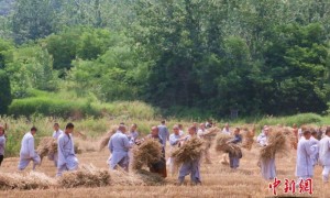 harvest相关阅读