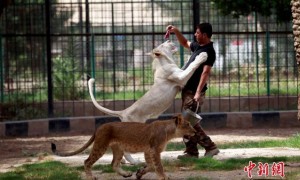 raqi zoo gives rare glimpse of white lion