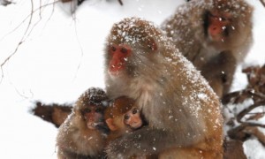 野生猕猴暴风雪中拥抱取暖