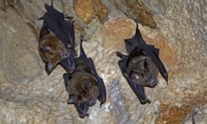 中国武汉科学家团队揭开SARS疫情谜底：病毒源自蝙蝠