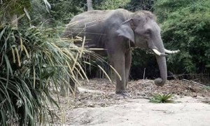 救游客被大象踩死，何永杰因救人不幸去世