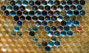 蜜蜂为何产出蓝色蜂蜜？