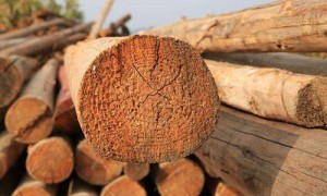 木头能比钢铁还坚硬吗？