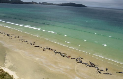 新西兰145头领航鲸集体搁浅死亡