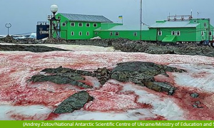 南极出现了血红色的雪