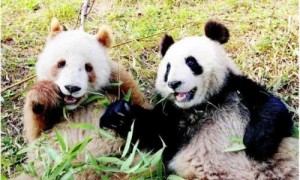 新冠期间动物园没人来，香港的大熊猫终于自然交配了