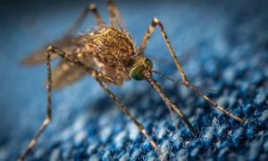 美国将在佛州和德州释放转基因蚊子