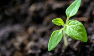 科学家首次成功在月球土壤里种出植物
