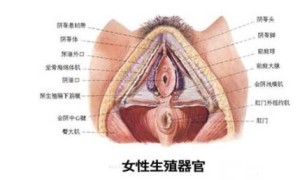 medullary carcinoma of thyroid相关阅读