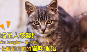 cat burglar相关阅读