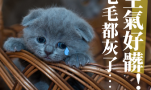 chiro-相关阅读