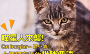 cat burglar相关阅读