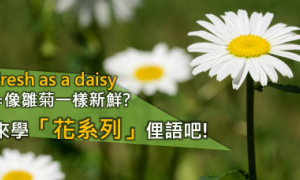 Daisy相关阅读