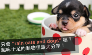 cats and dogs相关阅读