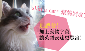 猫相关阅读