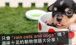 cats and dogs相关阅读