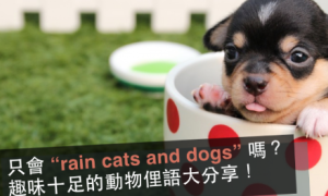 rain cats and dogs相关阅读