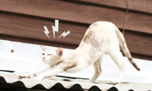 causer相关阅读
