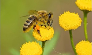 研究：气候变化和农耕导致昆虫数量剧减