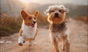 德国将立法规定一天遛狗两次 引发热议