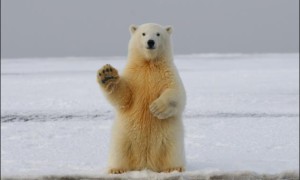 研究：气候变化将使北极熊在本世纪末灭绝